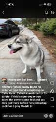 Found/Stray Female Dog last seen Via Bejarano and Calle Rivas Paseo Del sol, Temecula, CA 92592