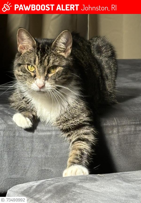 Lost Female Cat last seen Plainfield st, Maple ave, American postal workers union, Johnston, RI 02920