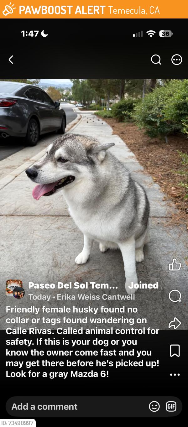 Found/Stray Female Dog last seen Via Bejarano and Calle Rivas Paseo Del sol, Temecula, CA 92592