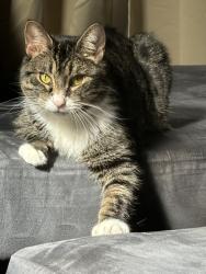 Lost Female Cat last seen Plainfield st, Maple ave, American postal workers union, Johnston, RI 02920