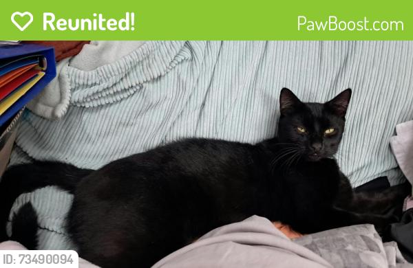 Reunited Male Cat last seen Wickets way, Greater London, England IG6 3DA
