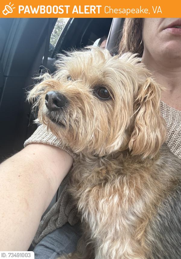 Found/Stray Male Dog last seen Little earls, Chesapeake, VA 23322