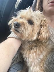 Found/Stray Male Dog last seen Little earls, Chesapeake, VA 23322