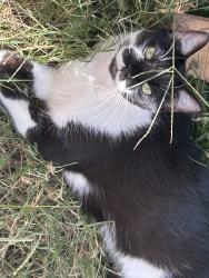 Lost Male Cat last seen Leroy street, Portsmouth, VA 23702