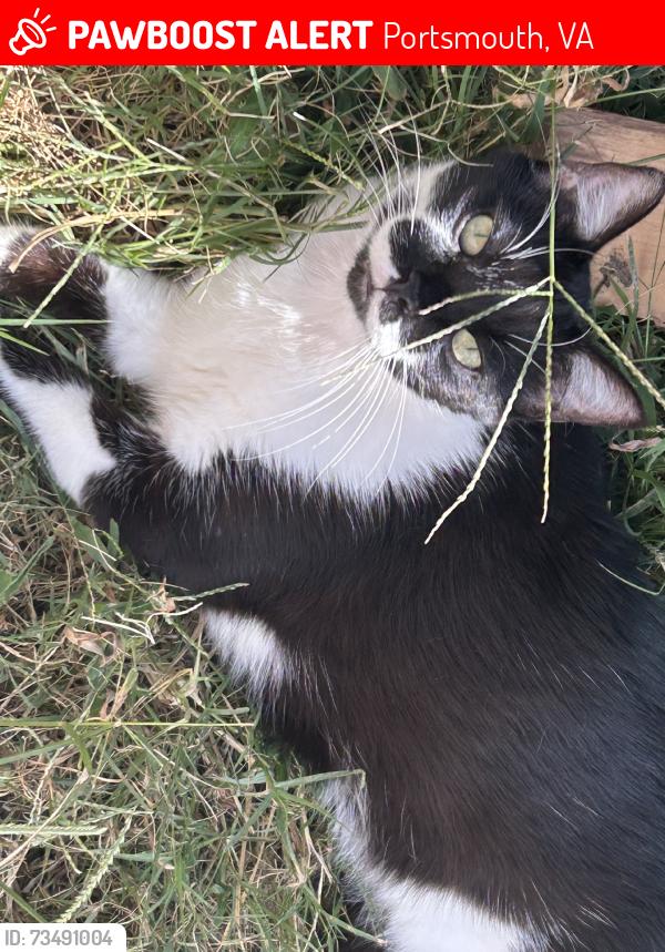 Lost Male Cat last seen Leroy street, Portsmouth, VA 23702