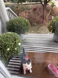Found/Stray Unknown Cat last seen 6th Avenue, Nashville, TN 37208