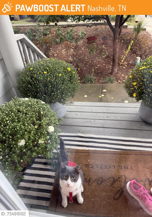 Found/Stray Unknown Cat last seen 6th Avenue, Nashville, TN 37208
