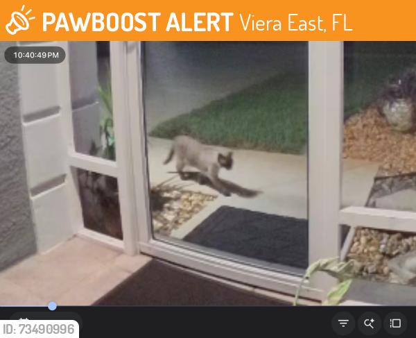 Found/Stray Unknown Cat last seen Murrell and Sun Gazer Dr, Viera East, FL 32955
