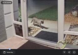 Found/Stray Unknown Cat last seen Murrell and Sun Gazer Dr, Viera East, FL 32955
