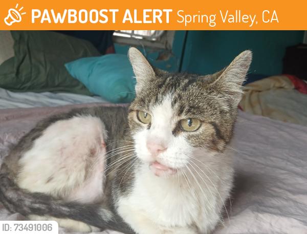 Found/Stray Female Cat last seen La presa pecos, Spring Valley, CA 91977