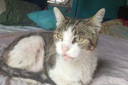 Found/Stray Female Cat last seen La presa pecos, Spring Valley, CA 91977