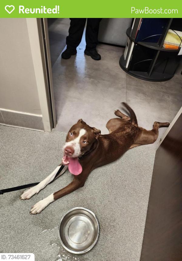 Reunited Female Dog last seen Hunters Branch, Piney Point Village, TX 77024