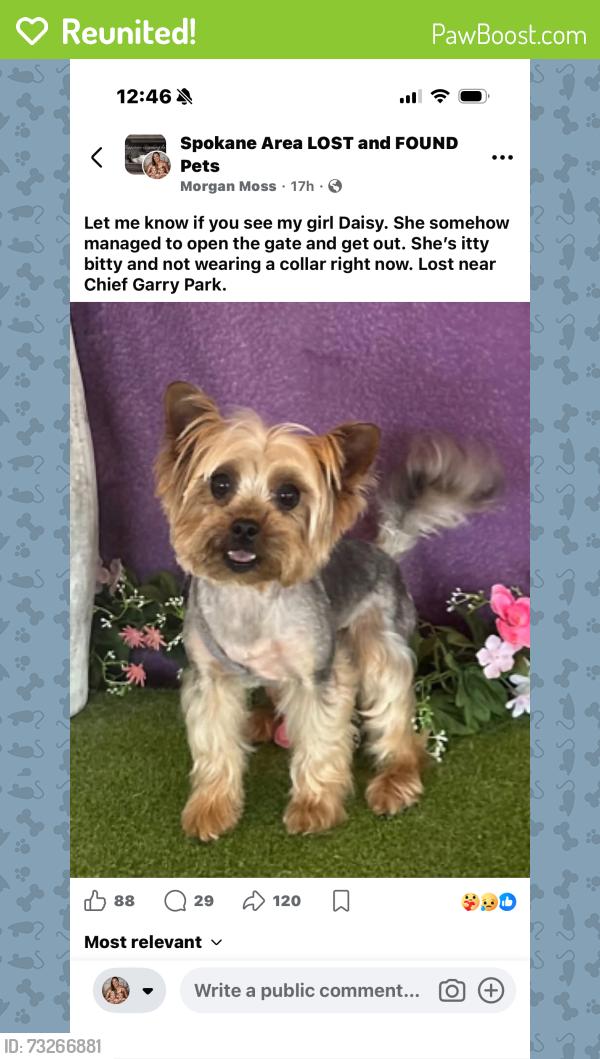 Reunited Female Dog last seen Trent and Fancher, Spokane, WA 99212