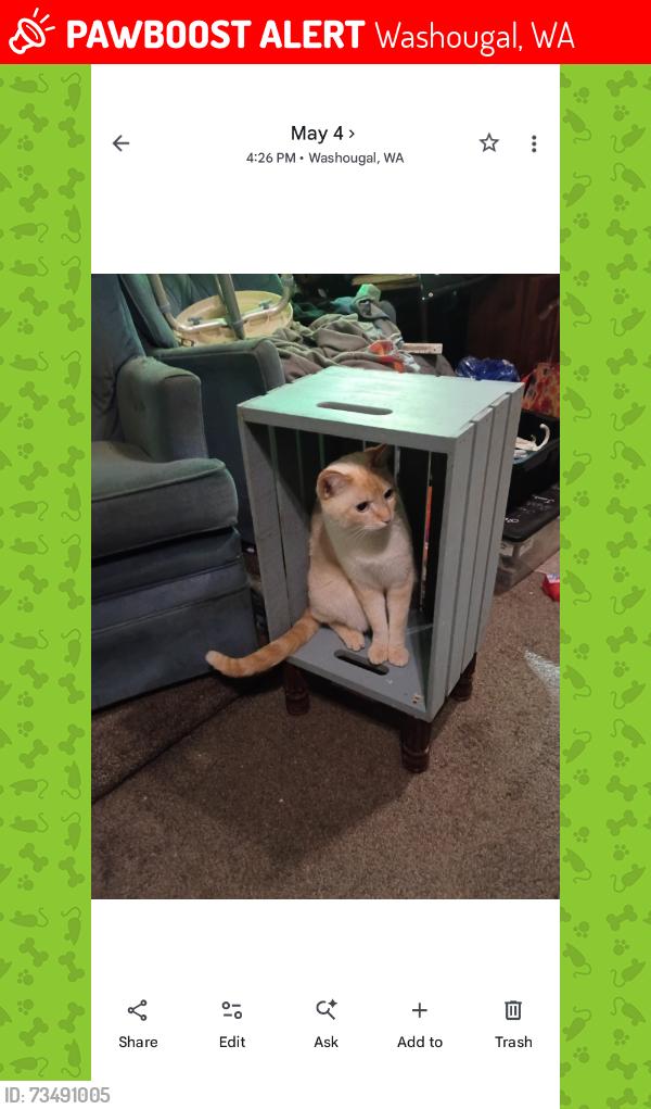 Lost Male Cat last seen I Q Credit u ion, Washougal, WA 98671
