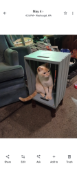 Lost Male Cat last seen I Q Credit u ion, Washougal, WA 98671