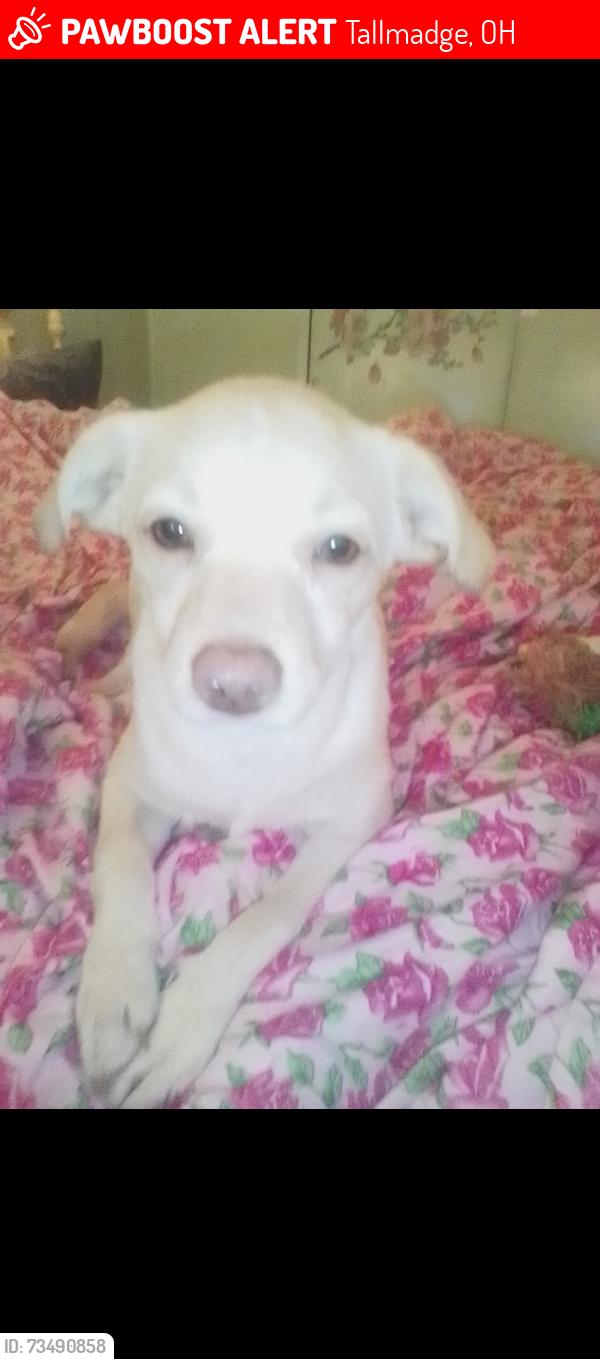 Lost Male Dog last seen Brittain Rd S Thomas Rd, Tallmadge, OH 44278