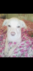 Lost Male Dog last seen Brittain Rd S Thomas Rd, Tallmadge, OH 44278