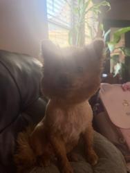 Reunited Female Dog last seen Near 47th and Atrisco, Albuquerque, NM 87105
