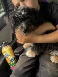 Found/Stray Male Dog last seen Benefit rd, Chesapeake, VA 23322