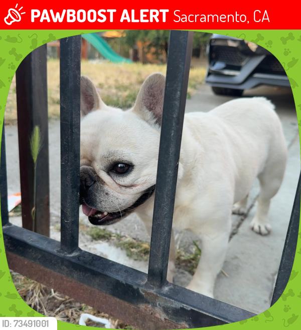 Lost Male Dog last seen Mascot mlk, Sacramento, CA 95824