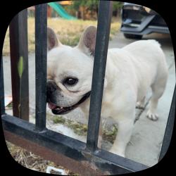 Lost Male Dog last seen Mascot mlk, Sacramento, CA 95824