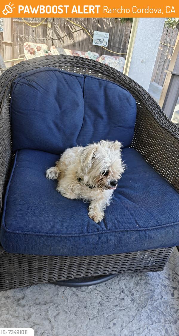 Found/Stray Male Dog last seen Coloma rd, Rancho Cordova, CA 95670