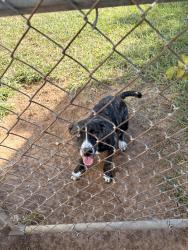 Reunited Female Dog last seen Near Sandra Dr. Mwc,Ok 73110, Midwest City, OK 73110