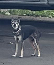 Found/Stray Unknown Dog last seen Dakota & Palm (Garden Square apmts), Fresno, CA 93705