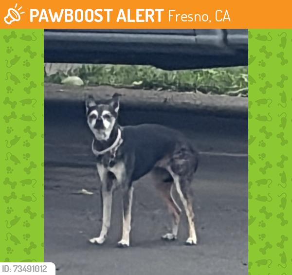 Found/Stray Unknown Dog last seen Dakota & Palm (Garden Square apmts), Fresno, CA 93705