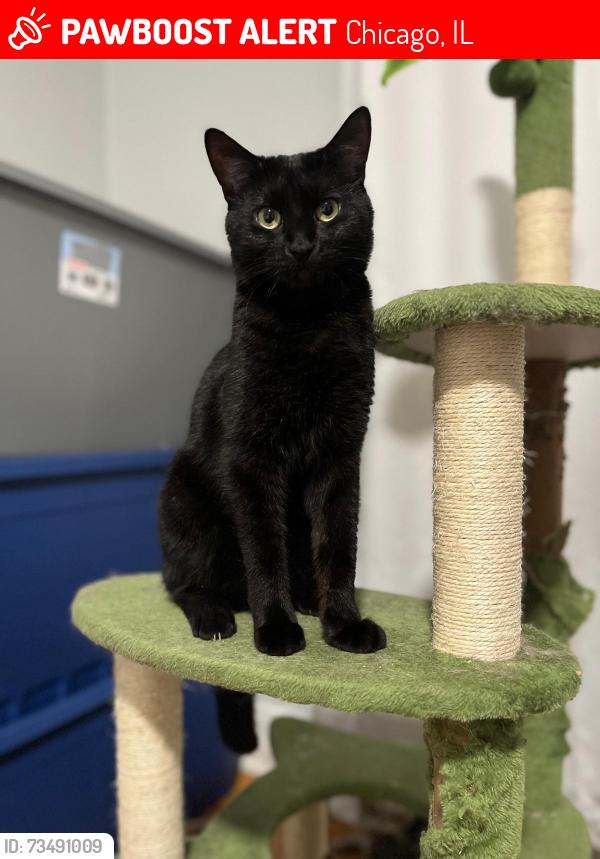 Lost Male Cat last seen Laundry mat, Chicago, IL 60609