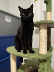 Lost Male Cat last seen Laundry mat, Chicago, IL 60609