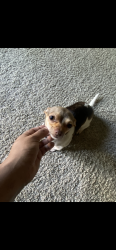 Lost Female Dog last seen N park blvd 78204, San Antonio, TX 78204