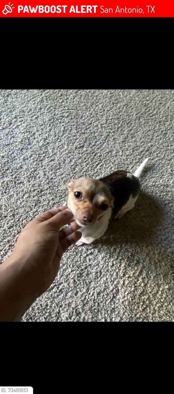 Lost Female Dog last seen N park blvd 78204, San Antonio, TX 78204