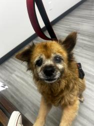 Reunited Female Dog last seen Simmons ave and Whittier blvd, Los Angeles, CA 90022