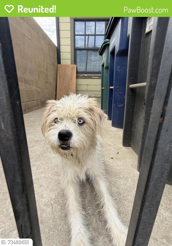 Reunited Female Dog last seen Highland Ave and San Joaquin Ave, Tulare, CA 93274