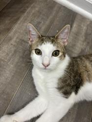 Reunited Male Cat last seen Lawndale Dr, Greensboro, NC, USA, Greensboro, NC 27408
