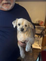 Lost Male Dog last seen Fernwood Glendale, Spartanburg, SC 29307