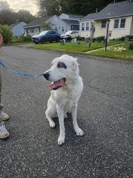 Reunited Male Dog last seen Street road and 13, Bensalem Township, PA 19020