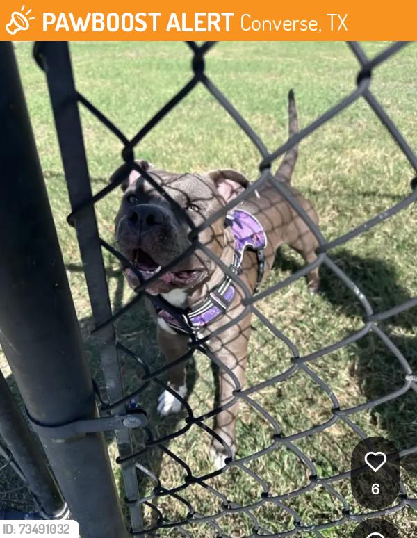 Found/Stray Male Dog last seen Dog park inside Summit Ridge neighborhood, Converse, TX 78109