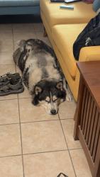 Lost Male Dog last seen 1st and Prince, Tucson, AZ 85719