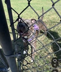Found/Stray Male Dog last seen Dog park inside Summit Ridge neighborhood, Converse, TX 78109