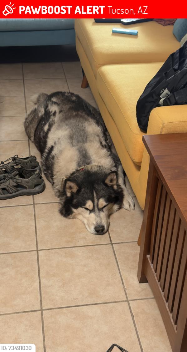 Lost Male Dog last seen 1st and Prince, Tucson, AZ 85719