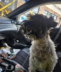 Reunited Female Dog last seen Irewick and lochwick, Louisville, KY 40272