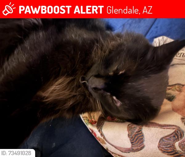 Lost Male Cat last seen Near th Ave and grovers, Glendale, AZ 85051