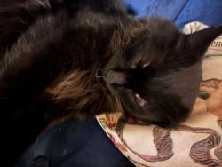 Lost Male Cat last seen Near th Ave and grovers, Glendale, AZ 85051