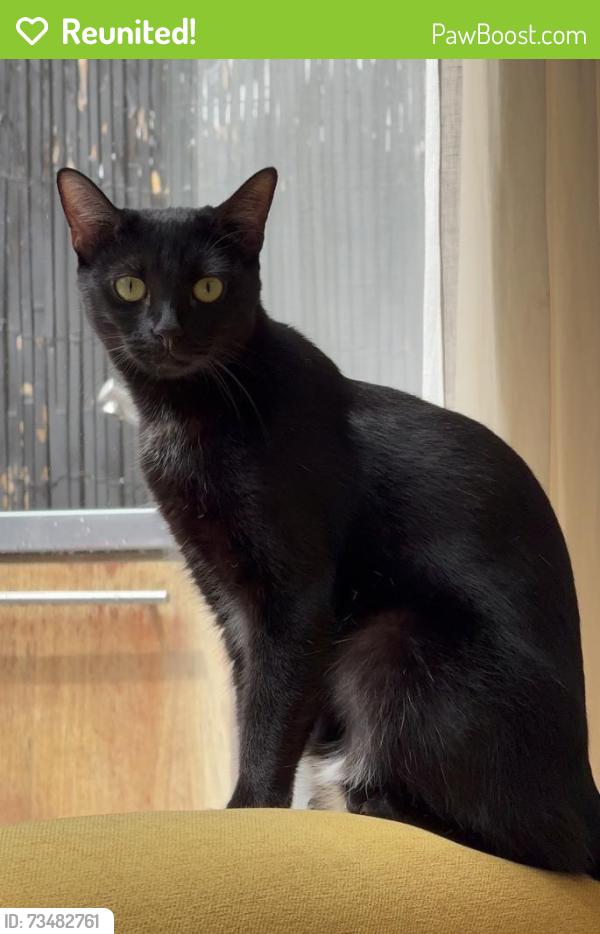 Reunited Female Cat last seen Melrose ave, West Hollywood, CA 90048