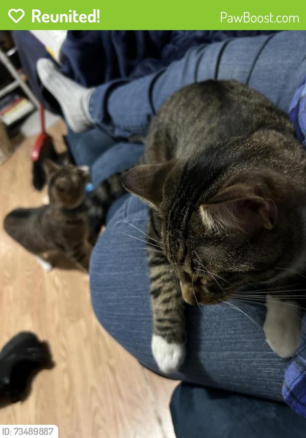 Reunited Male Cat last seen Kimball ave and mile sq rd, Yonkers, NY 10704
