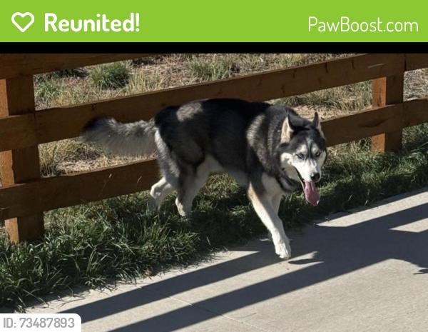 Reunited Male Dog last seen Copperleaf/ Layton, Aurora, CO 80015