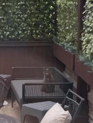 Found/Stray Unknown Cat last seen Big Star Wicker Park, Chicago, IL 60622