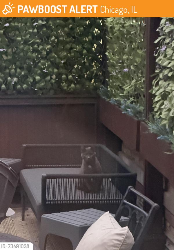 Found/Stray Unknown Cat last seen Big Star Wicker Park, Chicago, IL 60622